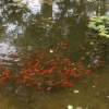 More gold fish