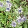 Sea Holly