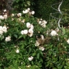 Lovely shrub rose bushes