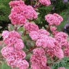 Beautiful pink scented rose