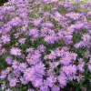 Mauve Michaelmas Daisies