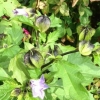 Mystery plant