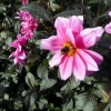 Honey bee on lovely pink Dahlia