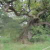 Amazing old oak tree