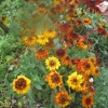 Rudbekia (I think?)