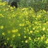 Daisies