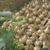 Giant onions in the greenhouse