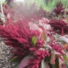 Lovely pink fluffy flowers