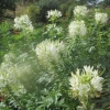 Wonderful tall white flowers?