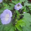 Similar to Hibiscus