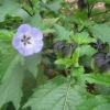 Similar to Hibiscus