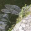 Beautiful green dragon fly beside the pond