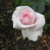 Beautiful pink aromatic rose