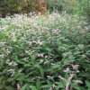 Persicaria Campanulata - the plant of the week