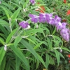 Mystery mauve fluffy flower