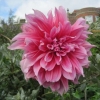 This dahlia was nearly one foot across