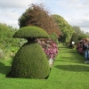 Beautiful topiary