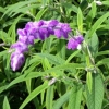 Lovely fluffy mauve flowers