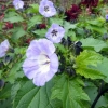 Mystery mauve shrub