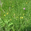 A good mixture of Pyramidal Orchid and Bird's Foot Trefoil including wild parsnip