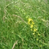Agrimony