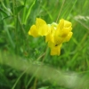 Bird's Foot Trefoil