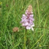 Common Spotted Orchid