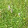 Common Spotted Orchids and buds of Cat's Ear Daisies