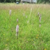 Common Spotted Orchids with buds of Cat's Ear Daisies