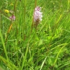 Common Spotted Orchids