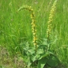 Dark Mullein