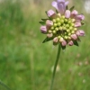 Field Scabious in bud