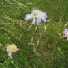 Field Scabious.