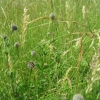Greater Knapweed buds