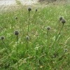 Greater Knapweeds in bud