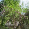 Buddleja Alternifolia (Weeping butterfly bush)