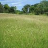 A view across the meadow