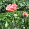 More Poppies