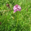Pyramidal Orchid..