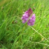 Pyramidal Orchid.