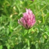 Red Clover in bud