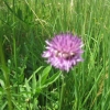 Red Clover