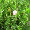 Restharrow