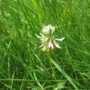 White Clover
