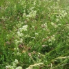 White Hedge Bedstraw