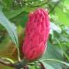 Magnolia seed heads