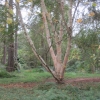 More birches