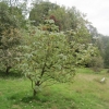 Sorbus (whitebeam)
