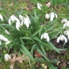 and snowdrops