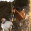 More lovely chickens